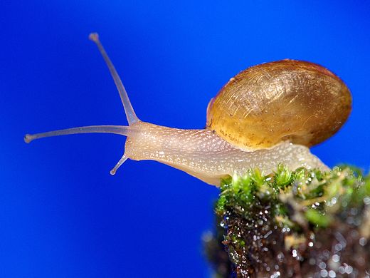 动物世界（个人主页-ZMTQ3MzYyMTY=） - 宠物摄影 - 站酷设计师零视觉创意原创素材 - 站酷ZCOOL