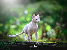 建筑素材
