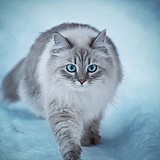 猴哥文玩工作室的头像