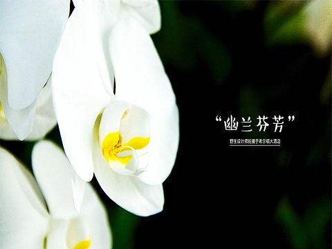 幽兰芬芳（个人主页-ZMTg0MzMzMzY=） - 产品摄影 - 站酷设计师cool_虫虫原创素材 - 站酷ZCOOL