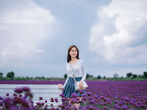 假的薰衣草,真的美女