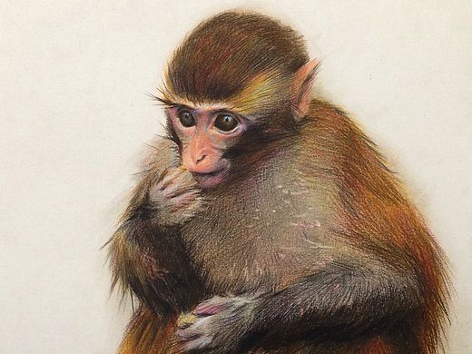 新年快乐，猴年大吉大利，财源滚滚，我的水粉画最后一张是彩铅小猴子。（个人主页-ZMTQ5NTYxMDA=） - 绘画 - 站酷设计师子小伟原创素材 - 站酷ZCOOL