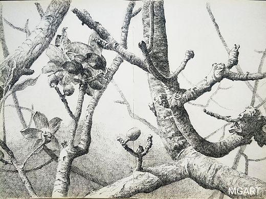 钢笔画《岭南木棉又逢春》