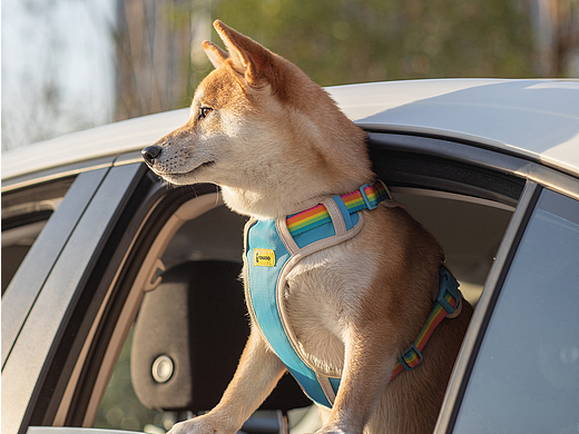 【FONADO】宠物牵引绳全案平面摄影&视频拍摄&详情设计