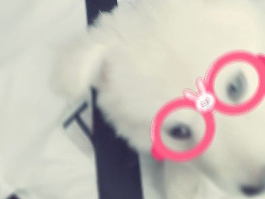 我和我家【凯萨】，它各种不配合。（个人主页-ZMTI5OTg5NjQ=） - 其他摄影 - 站酷设计师丶隔壁王叔叔原创素材 - 站酷ZCOOL