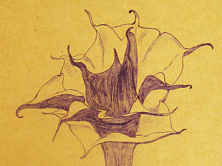 曾经画过的小花