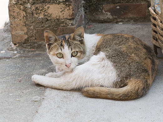 农村家乡的小猫咪