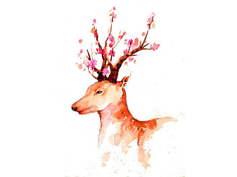 梅花鹿