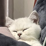 头孢陪酒的头像