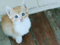 萌宠时代-喵星人