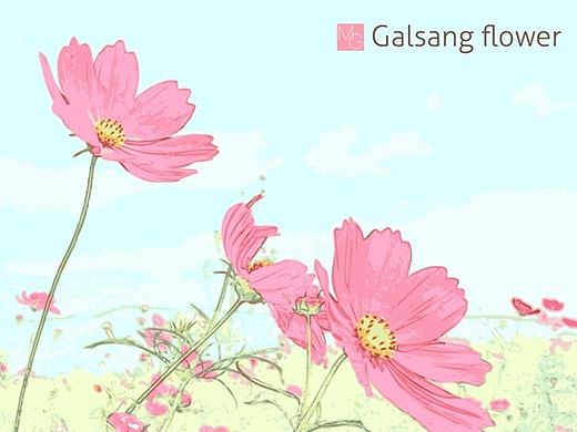 Galsang flower格桑花矢量插画