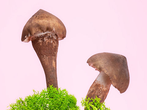 云南野生菌系列｜鸡枞菌｜美食摄影｜电商摄影｜