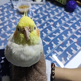 狐易仔仔的头像