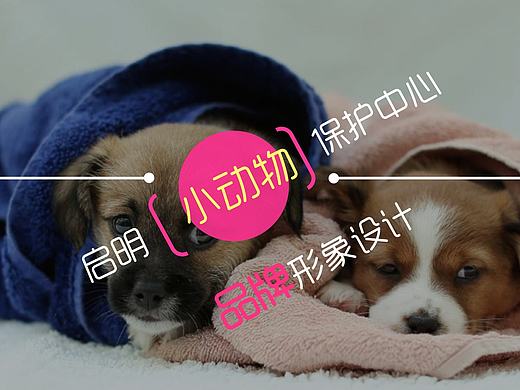 启明小动物保护中心品牌形象设计