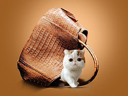 猫&包