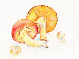 蘑菇:mushroom: