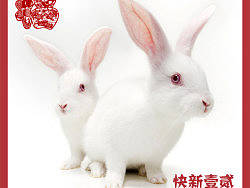 兔年快乐（个人主页-ZNTIxOTA0） - 其他平面 - 站酷设计师皮皮鲁V原创素材 - 站酷ZCOOL