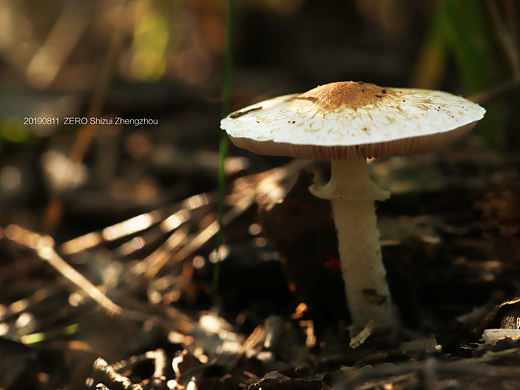 蘑菇（個人主頁-ZNDA2ODc0OTI=） - 風光攝影 - 站酷設(shè)計師ZERO小何原創(chuàng)素材 - 站酷ZCOOL