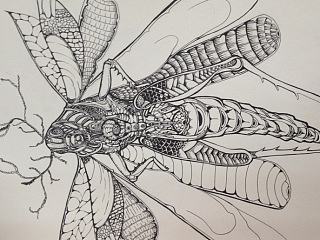 《水母-蝗虫-金鱼》——団格拆解