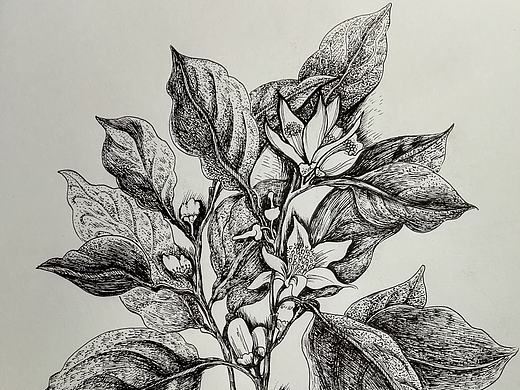 手绘植物系列