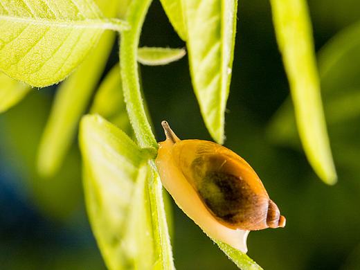 蝸牛（個人主頁-ZMzUxMTA2NjQ=） - 寵物攝影 - 站酷設計師賈東濤原創(chuàng)素材 - 站酷ZCOOL