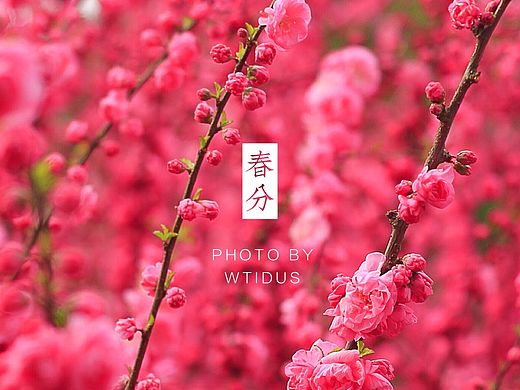 踏春“睬”花