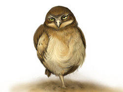 一个有毛的生物，欢迎老师来评（个人主页-ZMjYyNjI1Mg==） - 创作习作 - 站酷设计师磨沙水鱼杯原创素材 - 站酷ZCOOL