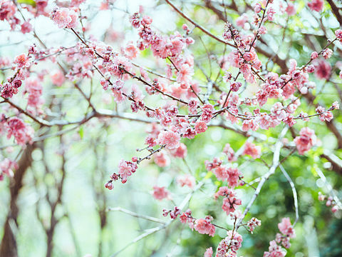 三千繁花（個人主頁-ZMjEwMjk3NDQ=） - 風(fēng)光攝影 - 站酷設(shè)計(jì)師婷子嘟嘟原創(chuàng)素材 - 站酷ZCOOL