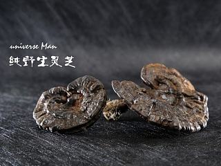 野生 灵芝 摄影 