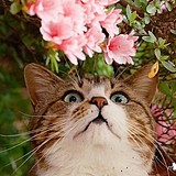 伊莎贝拉如花的头像