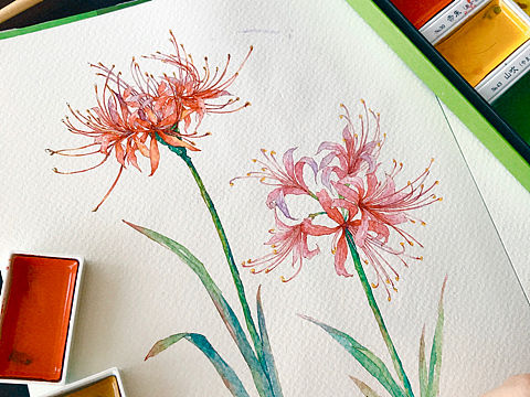 【彼岸花開】（個人主頁-ZMzQ4ODQxNzY=） - 繪畫 - 站酷設計師玖陸水彩原創(chuàng)素材 - 站酷ZCOOL