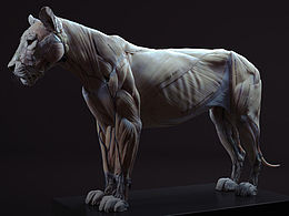 狮子肌肉3d解剖图
