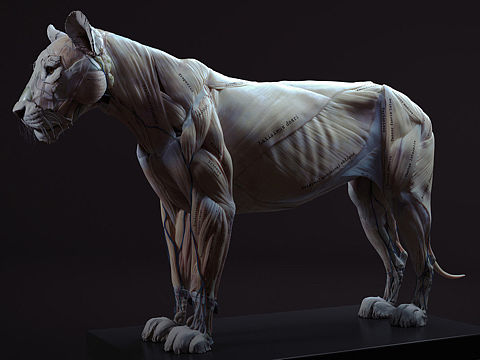 狮子肌肉3d解剖图