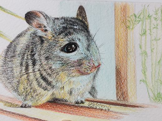 彩铅创作《龙猫》