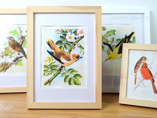 飞鸟集 森林里的歌声