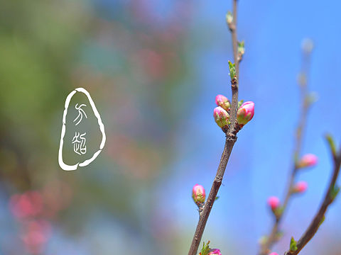 春来到