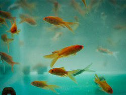 銀鹽映相（個人主頁-ZMTgxMzQ4OA==） - 其他攝影 - 站酷設(shè)計師ezhang原創(chuàng)素材 - 站酷ZCOOL