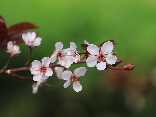 繁花3
