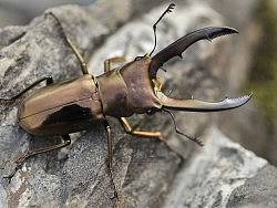 美它利弗细身赤锹甲