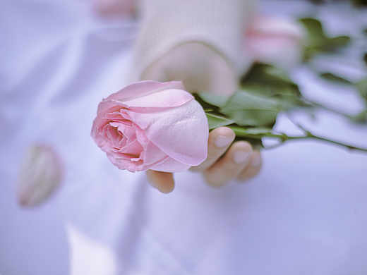 花期（个人主页-ZMjc3MzcxOTI=） - 产品摄影 - 站酷设计师爱拍照的熊原创素材 - 站酷ZCOOL