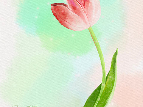 手绘水彩郁金香🌷