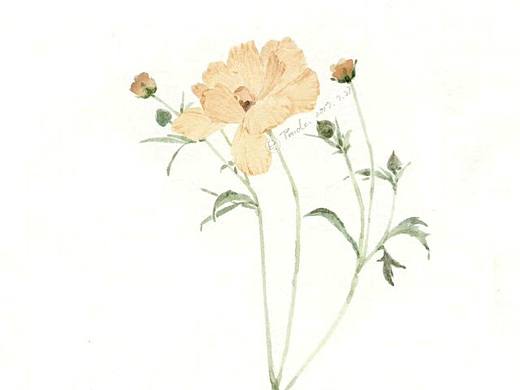 水彩手绘花朵植物插画水彩教程卡通插画头像壁纸卡通