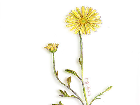 尝试把彩铅画应用到包装上--小雏菊