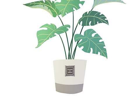 扁平小植物
