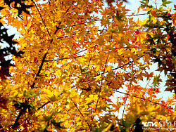 校园最后的秋天（个人主页-ZNDUzNzE2） - 风光摄影 - 站酷设计师拾荒大叔原创素材 - 站酷ZCOOL