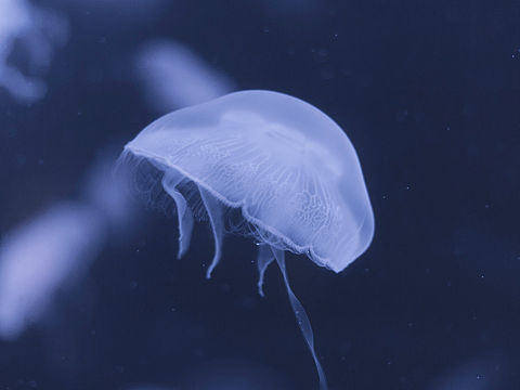 蓝色海洋