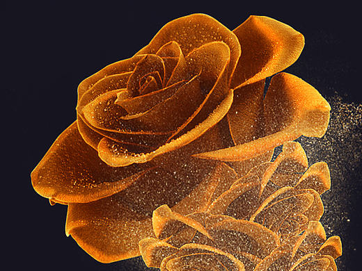 玫瑰花（个人主页-ZMjE0Njc5MzI=） - 海报 - 站酷设计师蚂蚁牙嘿原创素材 - 站酷ZCOOL