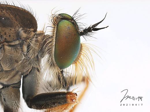 一組最近拍的微距昆蟲照（個人主頁-ZNTIxMjI2NzI=） - 其他攝影 - 站酷設(shè)計師ZERO小何原創(chuàng)素材 - 站酷ZCOOL