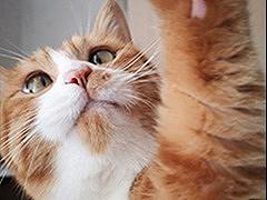 【微信表情包】胖橘表情包-粘人精的凡間生活（個(gè)人主頁(yè)-ZNjcxMjUxMDA=） - 寵物攝影 - 站酷設(shè)計(jì)師是八爪啊原創(chuàng)素材 - 站酷ZCOOL