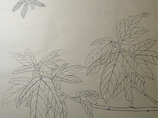 原创工笔白描